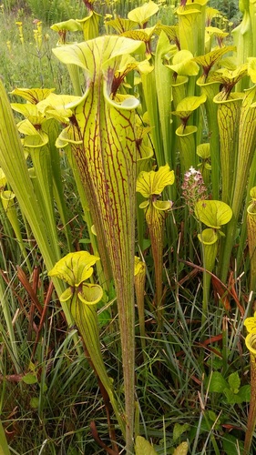 Sarracenia flava (yellow pitcher plant) (alternate view 4)