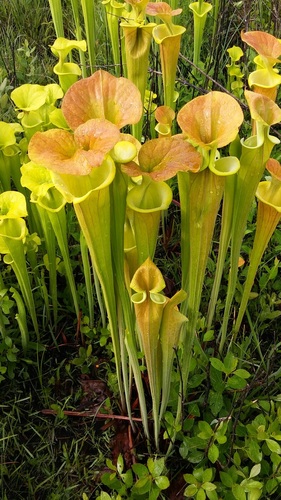 Sarracenia flava (yellow pitcher plant) (alternate view 5)