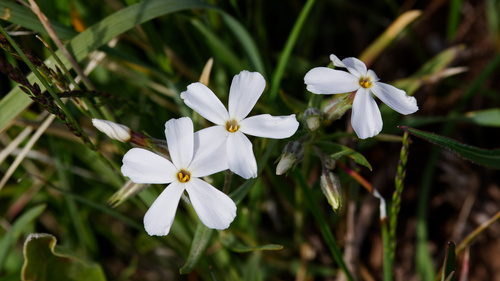 Phlox longifolia (Longleaf Phlox) (alternate view 5)