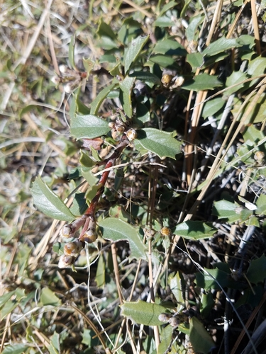 Ceanothus prostratus (Mahala mat) (alternate view 4)