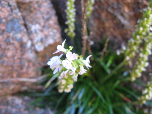 Stylidium graminifolium (Grass Triggerplant) (alternate view 9)