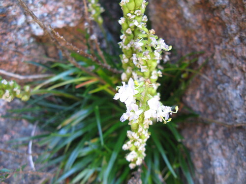 Stylidium graminifolium (Grass Triggerplant) (alternate view 8)