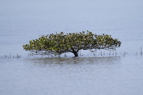 Avicennia marina (Grey Mangrove) (alternate view 7)