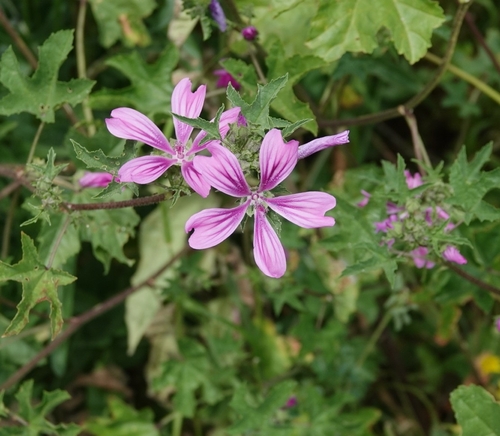 Malva sylvestris (Common Mallow)