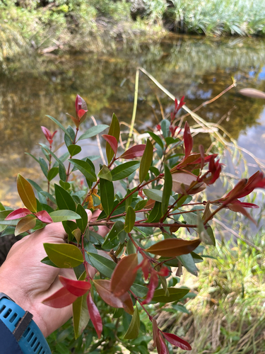 Syzygium australe (scrub cherry) (alternate view 6)
