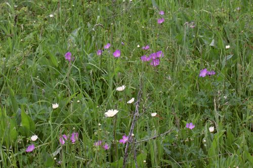 Geranium oreganum (Western Geranium)