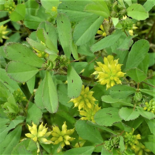 Trifolium dubium (Lesser hop trefoil)