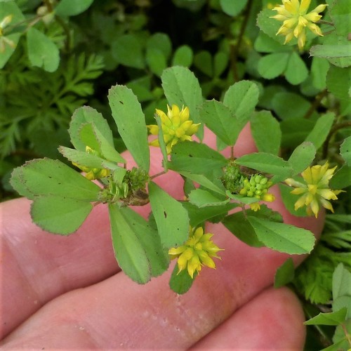 Trifolium dubium (Lesser hop trefoil)