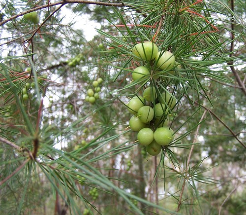 Persoonia pinifolia (Pine-leaf Geebung) (alternate view 2)