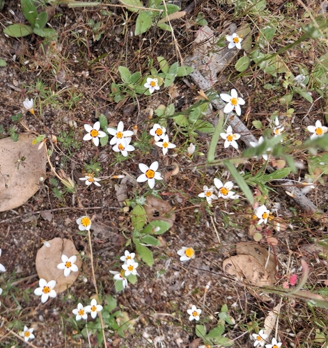 Leptosiphon parviflorus (variable linanthus) (alternate view 6)