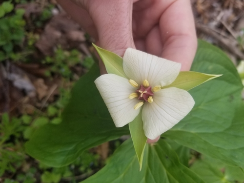 Trillium flexipes (drooping trillium)
