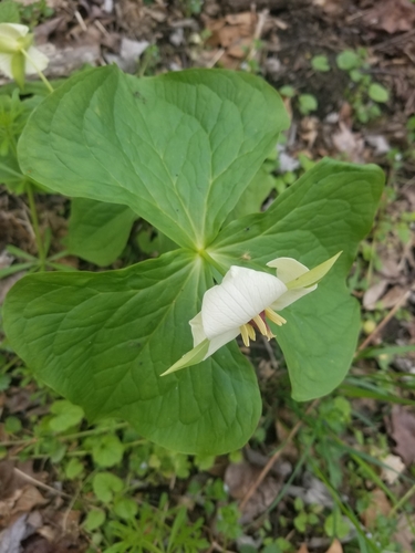 Trillium flexipes (drooping trillium) (alternate view 2)