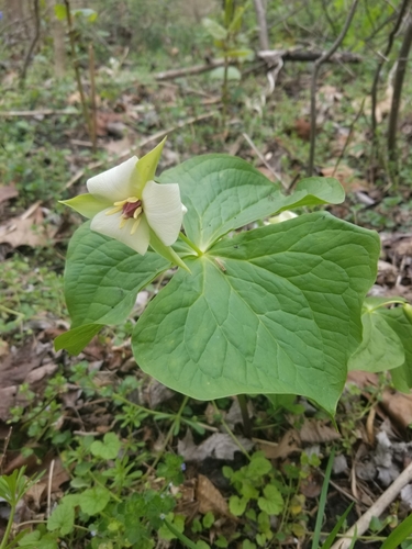 Trillium flexipes (drooping trillium) (alternate view 3)