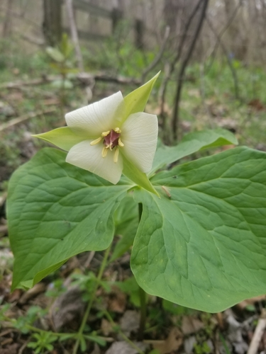Trillium flexipes (drooping trillium) (alternate view 4)