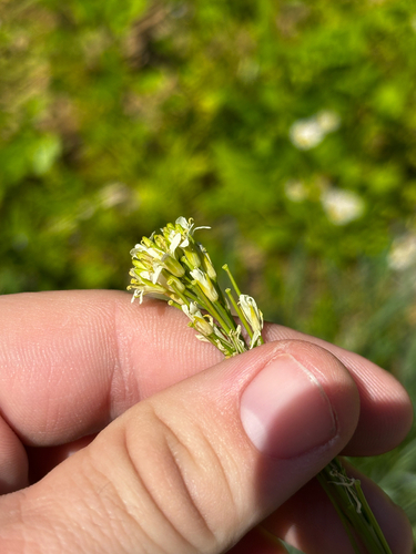 Turritis glabra (Tower Mustard) (alternate view 6)
