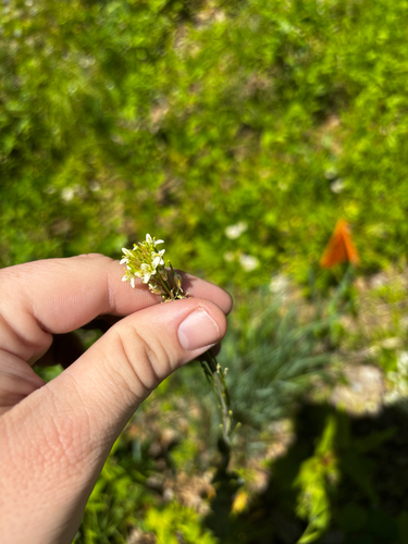 Turritis glabra (Tower Mustard) (alternate view 7)
