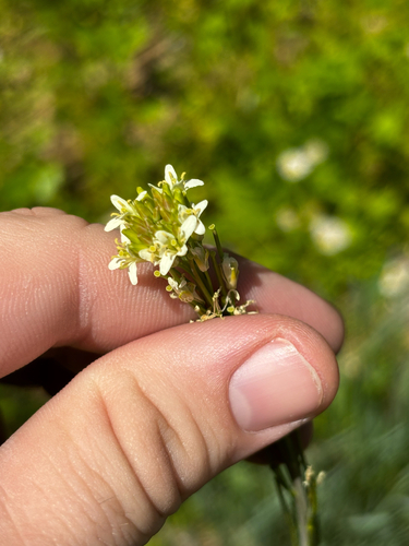 Turritis glabra (Tower Mustard) (alternate view 5)