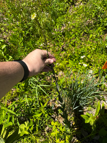 Turritis glabra (Tower Mustard) (alternate view 8)