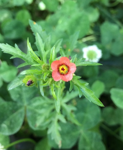 Modiola caroliniana (Bristly Mallow) (alternate view 4)