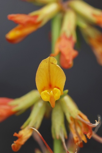 Acmispon glaber (deerweed)