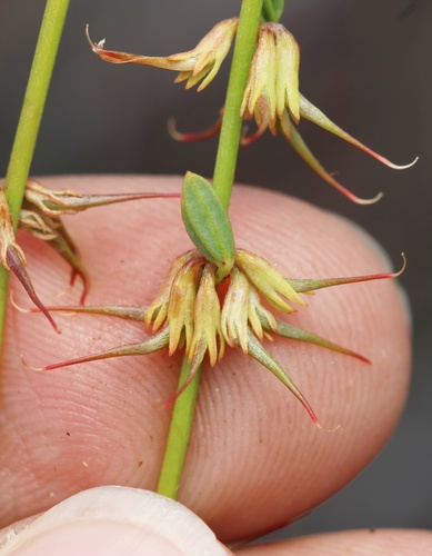 Acmispon glaber (deerweed)