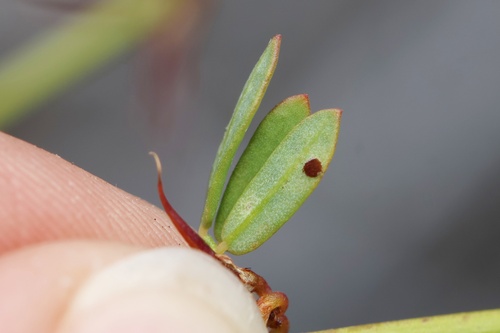 Acmispon glaber (deerweed)