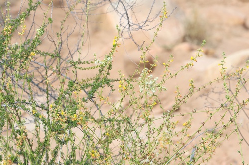 Acmispon glaber (deerweed)