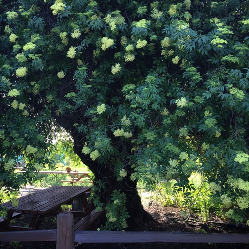 Sambucus cerulea (Blue Elderberry) (alternate view 4)