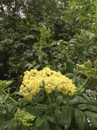 Sambucus cerulea (Blue Elderberry) (alternate view 5)