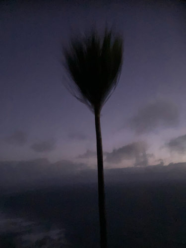 Cordyline australis (New Zealand cabbage tree)