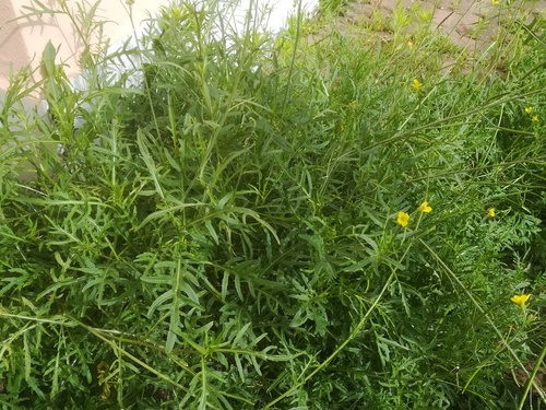 Diplotaxis tenuifolia (Perennial Wall-rocket)