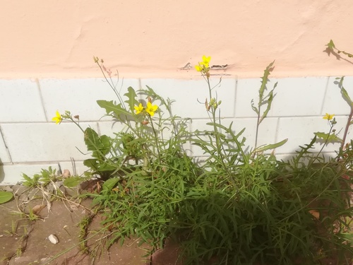 Diplotaxis tenuifolia (Perennial Wall-rocket)