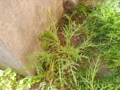 Diplotaxis tenuifolia (Perennial Wall-rocket)