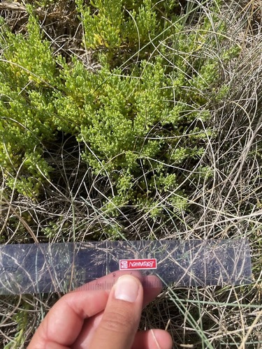 Limbarda crithmoides (Golden Samphire)