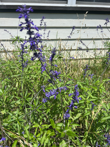 Salvia farinacea (mealy sage) (alternate view 2)