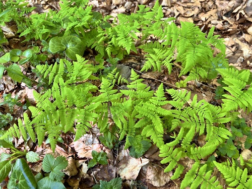 Gymnocarpium dryopteris (Northern Oak Fern) (alternate view 5)
