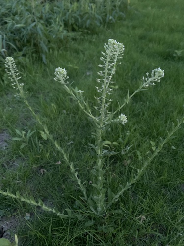 Lepidium campestre (field peppergrass) (alternate view 3)