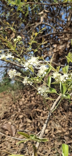 Lagerstroemia (crape-myrtles) (alternate view 5)