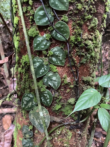 Scindapsus pictus (Satin Pothos)