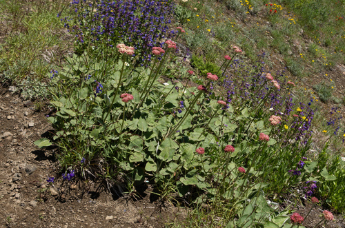 Eriogonum compositum (Arrowleaf Buckwheat) (alternate view 2)