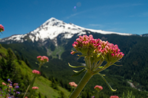 Eriogonum compositum (Arrowleaf Buckwheat)