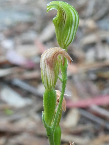 Pterostylis parviflora (tiny greenhood)