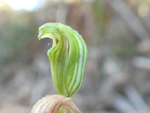 Pterostylis parviflora (tiny greenhood) (alternate view 2)