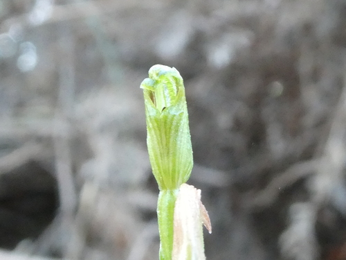 Pterostylis parviflora (tiny greenhood) (alternate view 3)
