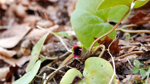 Asarum europaeum (European Wild Ginger)