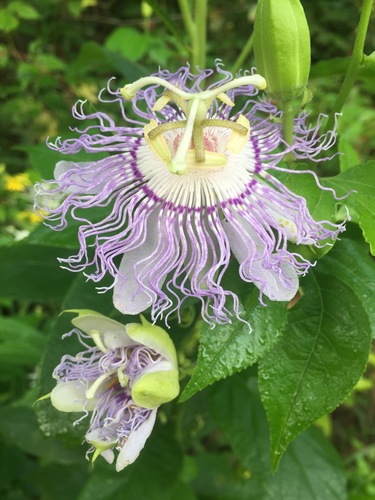 Passiflora incarnata (purple passionflower)