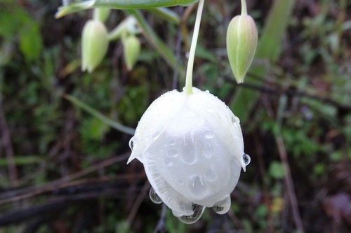 Calochortus albus (White Globe Lily) (alternate view 3)
