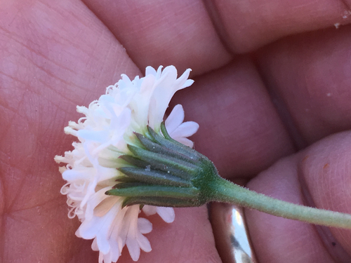 Chaenactis fremontii (Fremont's pincushion)