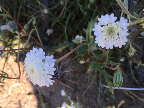 Chaenactis fremontii (Fremont's pincushion) (alternate view 3)