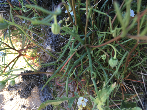 Chaenactis fremontii (Fremont's pincushion) (alternate view 2)